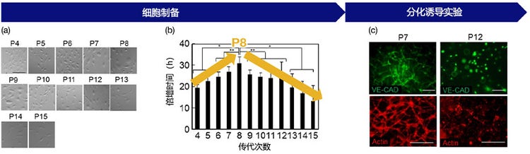 图3（a）通过传代次数表示的细胞形态：在每次传代记录图像数据，（b）传代次数与增长率之间的关系：其显示了P8处的增殖率发生变化，（c）HUVEC的血管生成潜力和传代次数：在P7处显示成功的血管生成，在P12处显示较差的血管生成