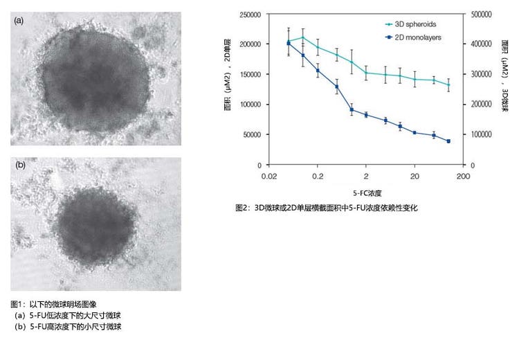 图1：以下的微球明场图像 图2：3D微球或2D单层横截面积中5-FU浓度依赖性变化面积（μM2），2D单层5-FC浓度面积（μM2），3D微球