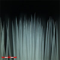 Objective lens 5X; Zoom 1x