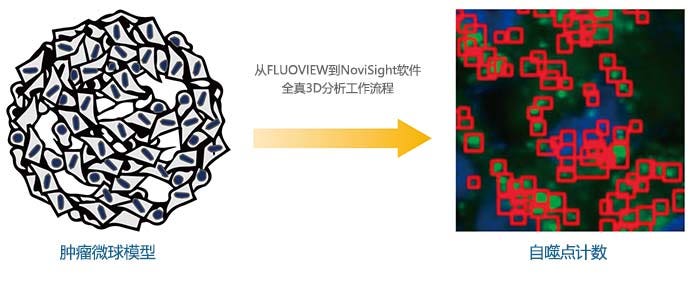 肿瘤微球模型 从FLUOVIEW到NoviSight软件全真3D分析工作流程 自噬点计数