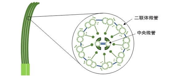 图1、纤毛的结构示意图