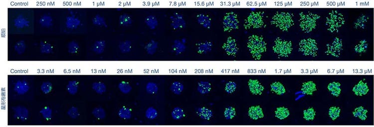 图2.微球药物反应的高速成像
