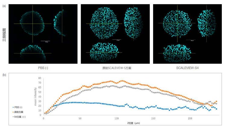 图1.使用SCALEVIEW-S和SCALEVIEW-S4方案透明化的HT-29微球。两种方案均可透明化微球。