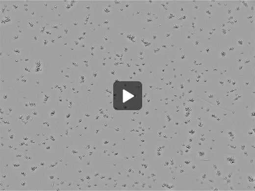 6-hydroxydopamine added