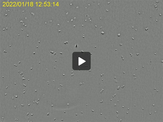 Human breast cancer cells