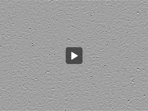 Human Embryonic Kidney cells 293