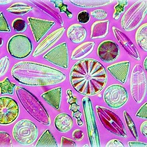 diatoms