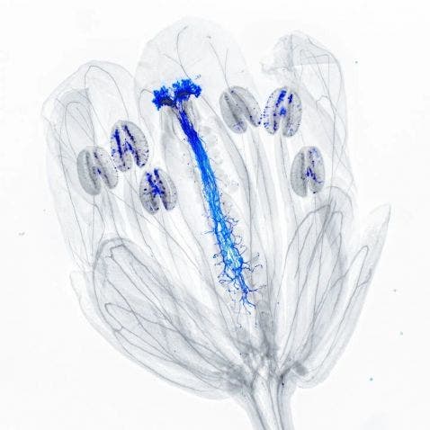 Arabidopsis thaliana flower under the microscope