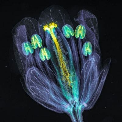 Arabidopsis thaliana flower under a microscope