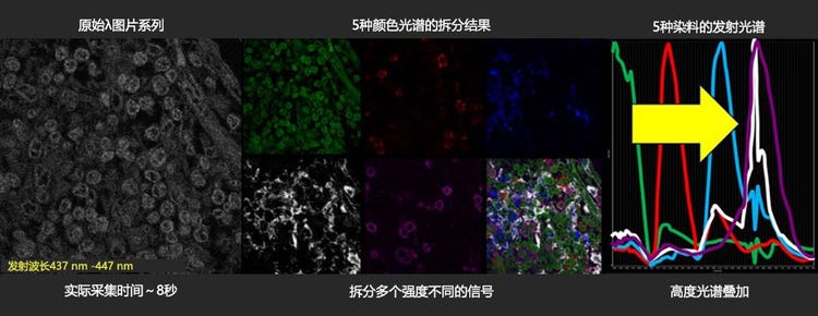 图6：COS-7细胞的光谱扫描模式可清晰拆分荧光高度重叠的信号