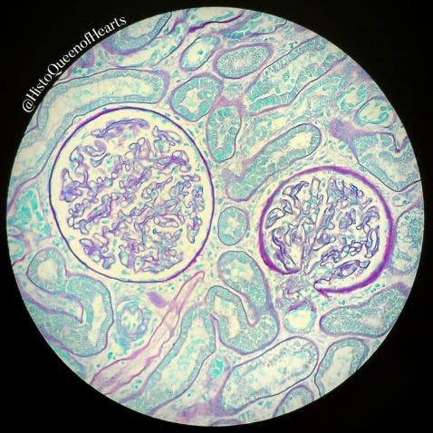 Dog's kidney under the microscope