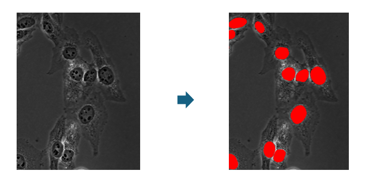 A comparison of a microscope image Description automatically generated with medium confidence