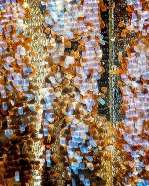 Peacock butterfly wings under the microcope