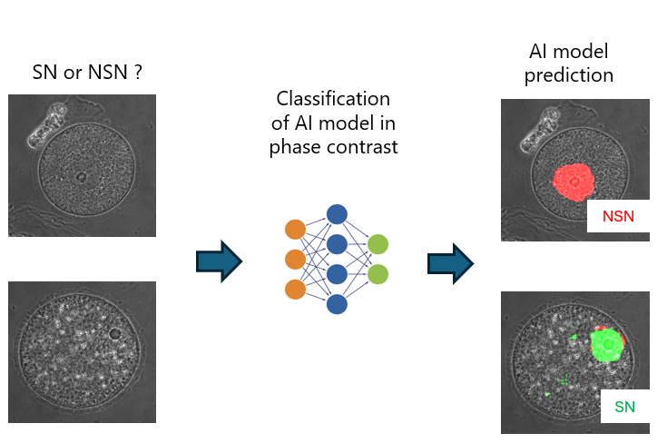 A diagram of a cell model Description automatically generated