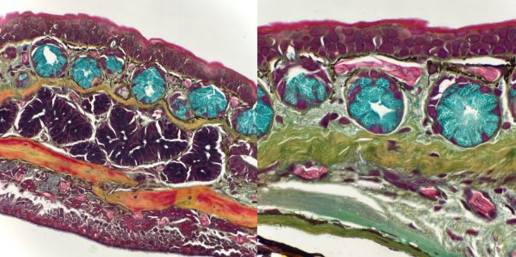 Salamander skin under the microscope