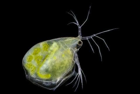 Daphnia under the microscope