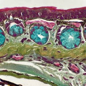 Salamander skin under the microscope