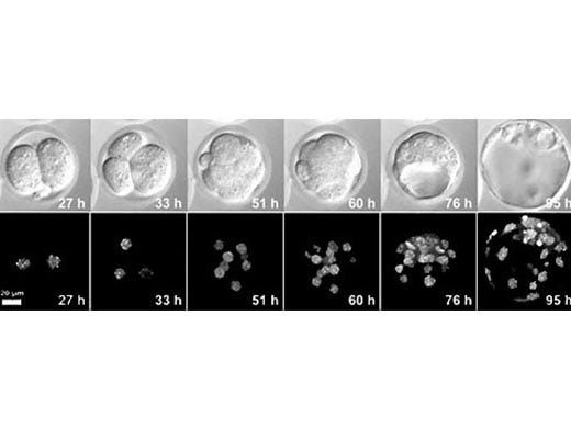 Long Live Cell Imaging