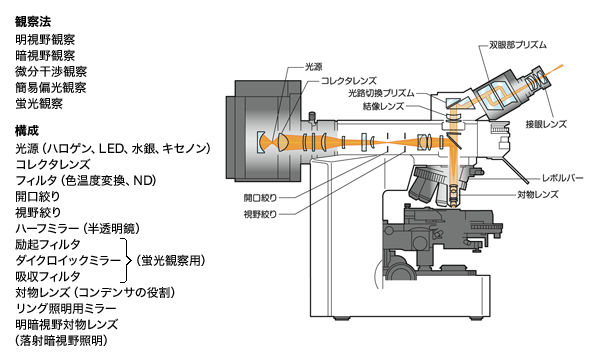 図4 落射型顕微鏡 光路図