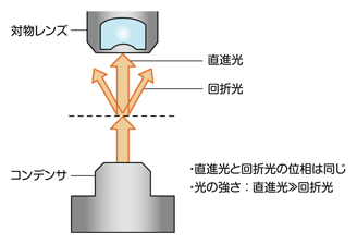 図6 透過照明と振幅標本