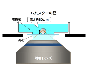 図3 ハムスターの胚（表面から約60μｍ深部）
