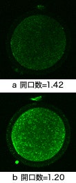 図3 ハムスターの胚（表面から約60μｍ深部）