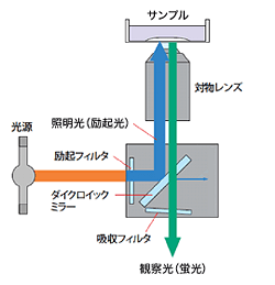 図1 落射型蛍光顕微鏡の光学配置（倒立顕微鏡）
