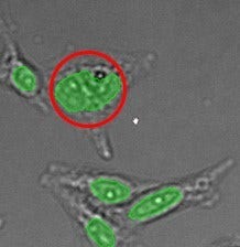 (A) GFP nuclear labels