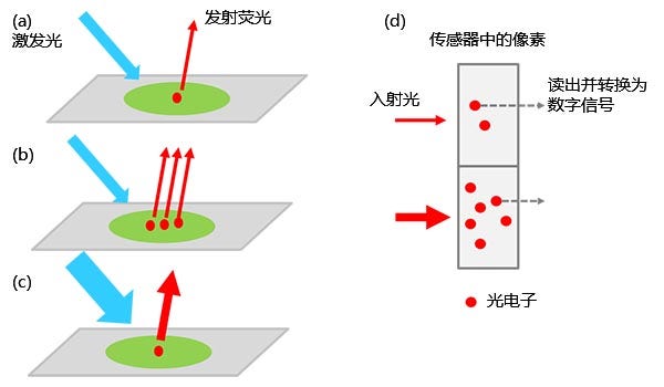 图1 – 从标本到数字信号的转化：（a）被激发的荧光标记分子发射荧光。 当标本中有更多的荧光标记物时，收集到的光强更强（b）；而使用更强的激发光时，收集到的光强也会增加（c）。 信号强度与入射传感器的光强度（d）成正比。