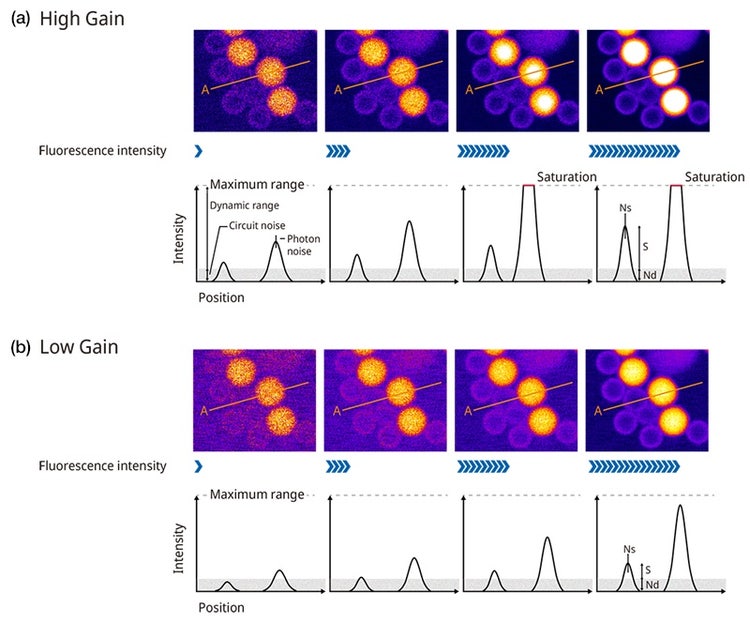 图6. 调节PMT的增益需要平衡信噪比和动态范围，这比较困难。因为这些图像是使用不同的激发激光设置采集的，右侧的图像是使用较高的设置采集的。图像下方的图显示了沿A线的强度分布。信噪比是指S（轮廓高度）与N（光子噪波声）和Nd（电路噪波噪声）的比率。图6a显示的是使用高增益采集的样本。暗淡珠荧光小球具有较高的信噪比，但较亮的珠小球会出现饱和。图6b显示的是使用低增益采集的样本。暗淡珠荧光小球具有较低的信噪比，但亮珠小球不会出现饱和。
