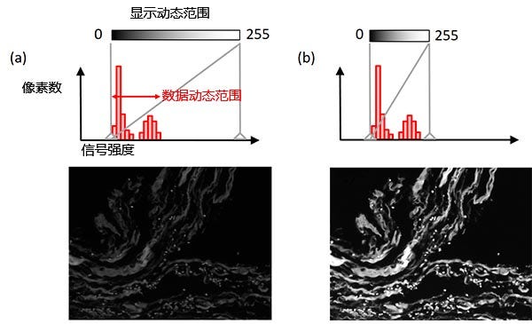 图8 – 显示调整：（上）直方图中灰色垂直线代表了当前显示的动态范围，（中）显示亮度与信号强度之间的关系，（下）示例图像。左例图：原始显示设置。右例像：在保持原始图像数据不变的同时调节显示设置，图像展示效果更佳。
