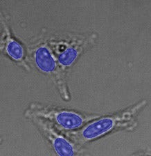 (C) TruAI detection of nuclei positions from the brightfield image