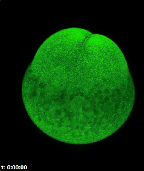 Zebrafish egg development captured over 19 hours. Interval: 5 minutes, 70 Z-layers.