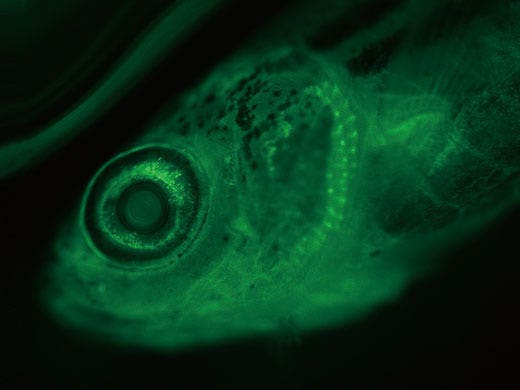 宏观变倍显微镜