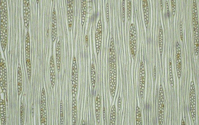 Brightfield image of an ash tree taken with the EP50 camera, a CX23 microscope, and 0.5X C-mount adaptor, 10X