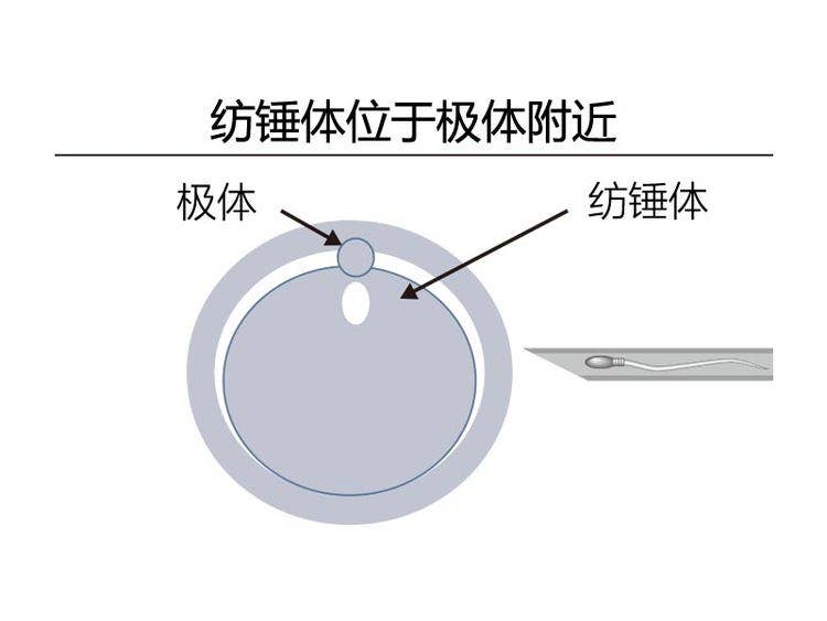 纺锤体位于极体附近