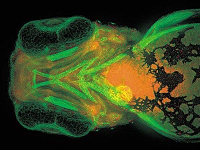 Developmental Biology